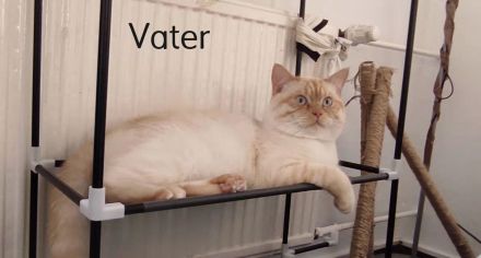 BKH - Britisch Kurzhaar Kitten