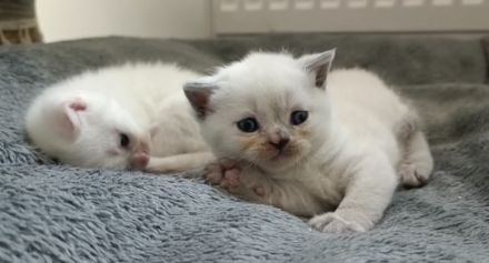 Britisch Kurzhaar Kitten