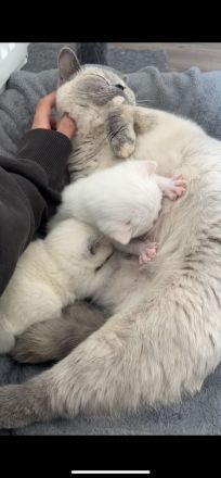 Britisch Kurzhaar Kitten