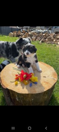 Australian Shepherd Welpen