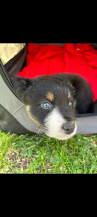Australian Shepherd Welpen