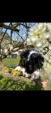 Australian Shepherd Welpen