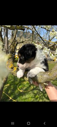 Australian Shepherd Welpen