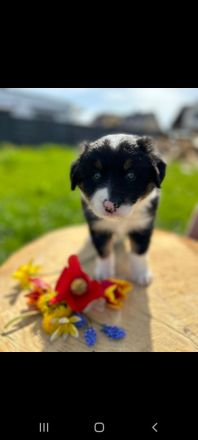 Australian Shepherd Welpen