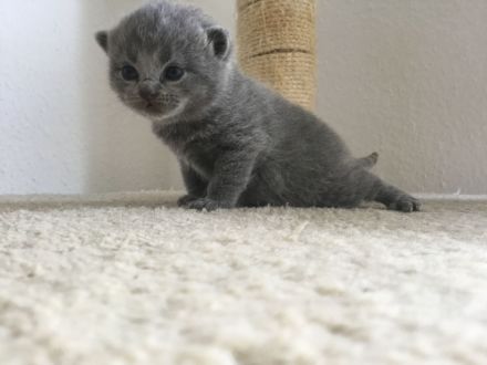 BKH Kitten