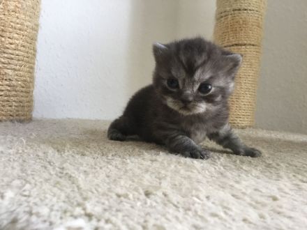 BKH Kitten