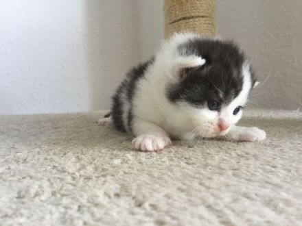 BKH Kitten