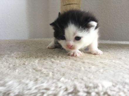 BKH Kitten