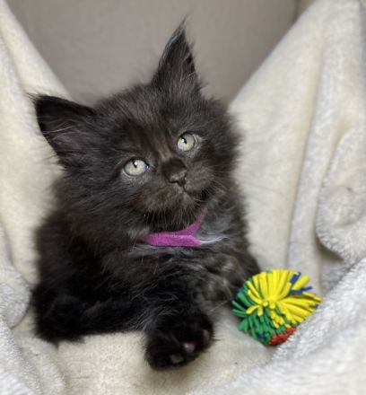 Wunderschöne reinrassige Maine Coon Kitten