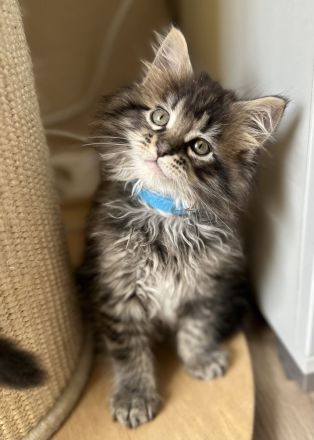 Wunderschöne reinrassige Maine Coon Kitten