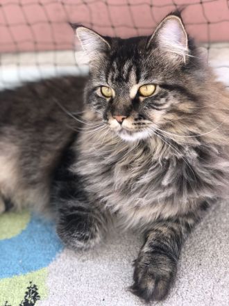 Wunderschöne reinrassige Maine Coon Kitten