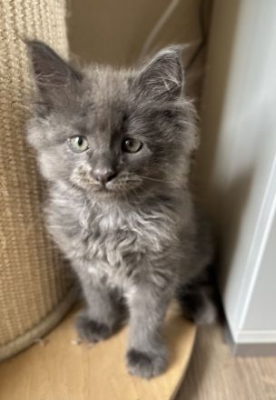 Wunderschöne reinrassige Maine Coon Kitten