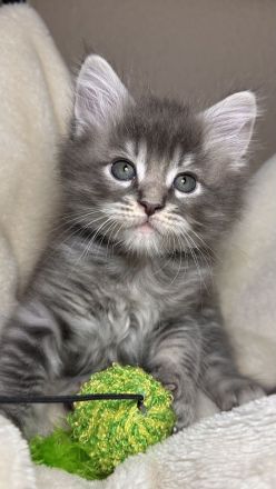 Wunderschöne reinrassige Maine Coon Kitten