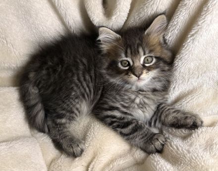 Wunderschöne reinrassige Maine Coon Kitten