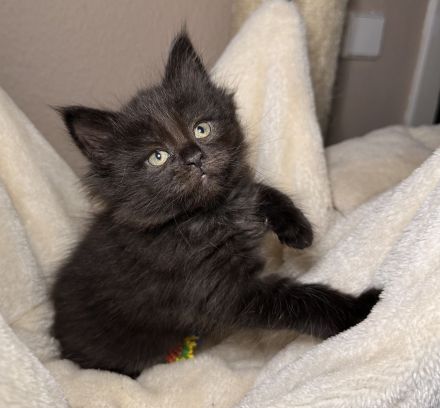 Wunderschöne reinrassige Maine Coon Kitten