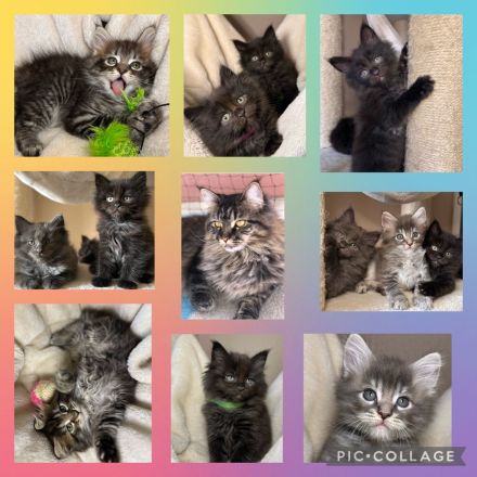 Wunderschöne reinrassige Maine Coon Kitten