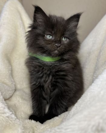 Wunderschöne reinrassige Maine Coon Kitten
