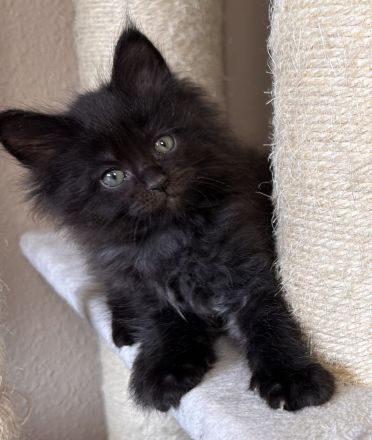 Wunderschöne reinrassige Maine Coon Kitten