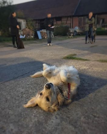 Ausbildung zum Hundetrainer