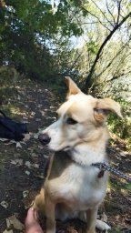 Liebe Hündin aus Hersbruck abzugeben