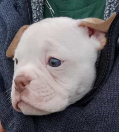 Wunderschönes Old English Bulldog Mädchen