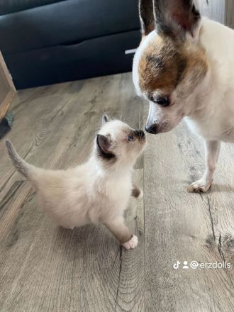 Ragdollkitten mit Stammbaum