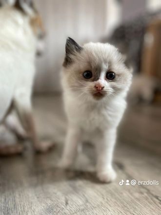 Ragdollkitten mit Stammbaum