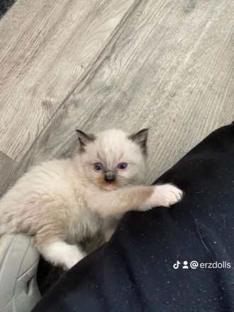 Ragdollkitten mit Stammbaum