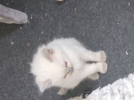 Ragdollkitten mit Stammbaum