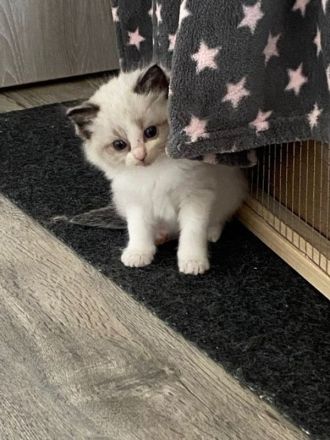 Ragdollkitten mit Stammbaum