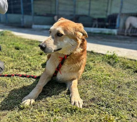 Bobby, sensibel und unsicher