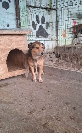 Maxi, ängstlich und unsicher