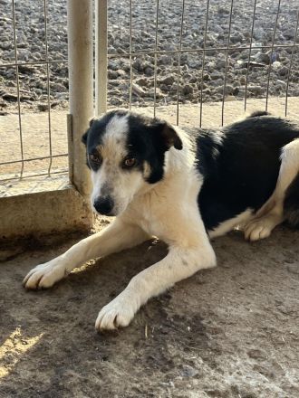 Sam, ängstlich und unsicher