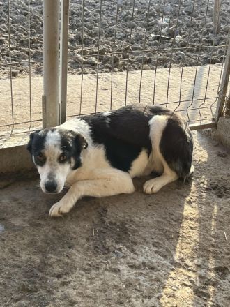 Sam, ängstlich und unsicher