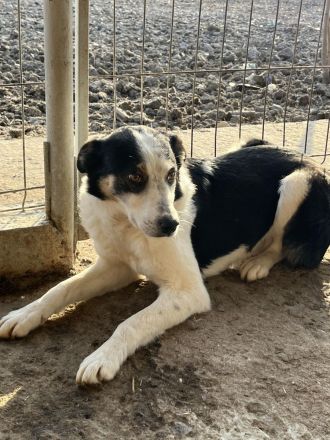 Sam, ängstlich und unsicher