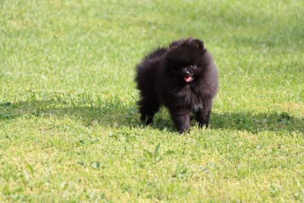 Pomeranian spitz