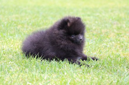 Pomeranian spitz