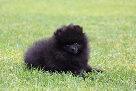 Pomeranian spitz