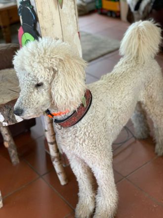 Großpudel Königspudel Pudel Welpen