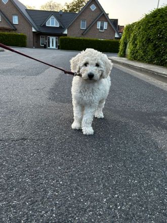 Großpudel Königspudel Pudel Welpen