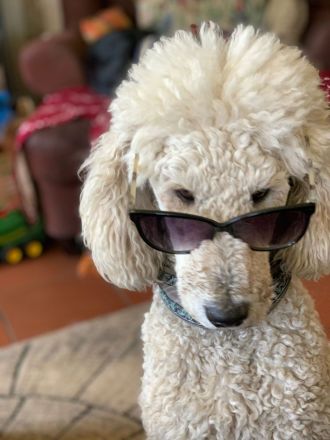 Großpudel Königspudel Pudel Welpen