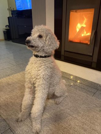 Großpudel Königspudel Pudel Welpen