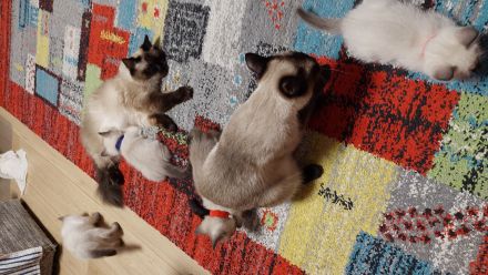 Taisiam Kitten 2 Monate alt