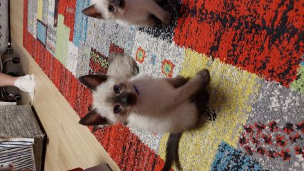 Taisiam Kitten 2 Monate alt