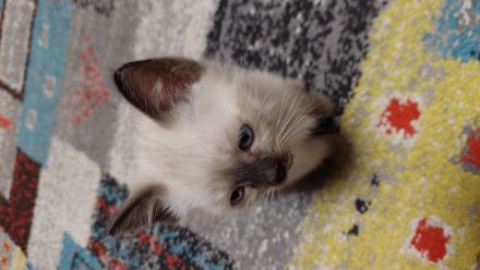 Taisiam Kitten 2 Monate alt