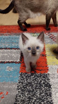 Taisiam Kitten 2 Monate alt