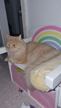 Mainecoon Creme kastriert