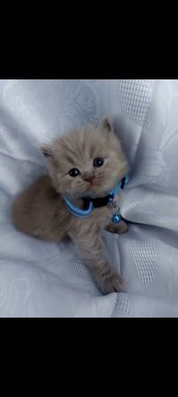 British Shorthair kitten