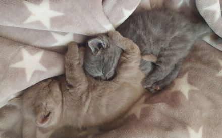 British Shorthair kitten