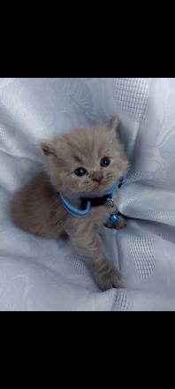 British Shorthair kitten
